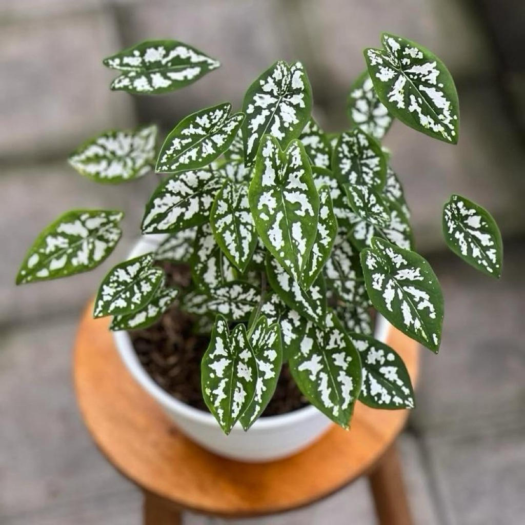 Keladi liliput mini | Tanaman keladi liliput | Caladium liliput mini