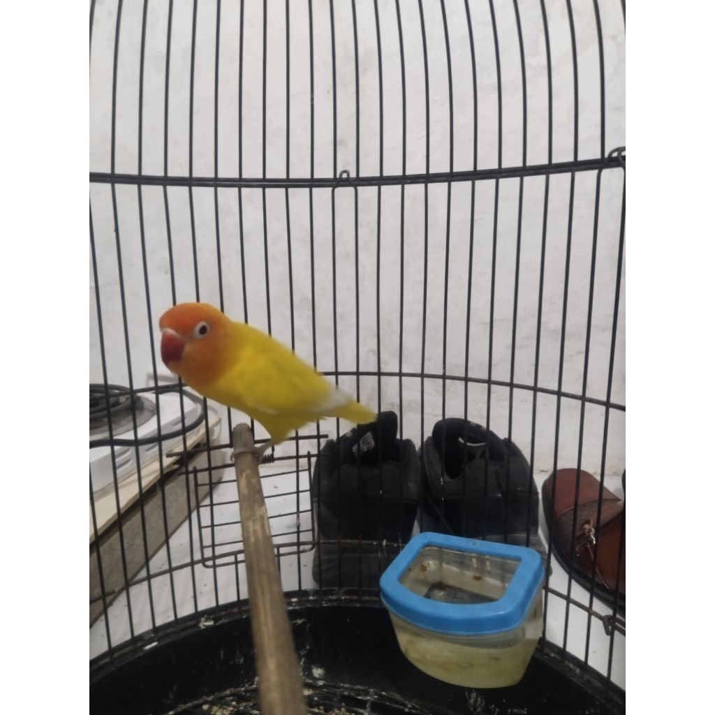 Lovebird Lutino cantik imut gacor