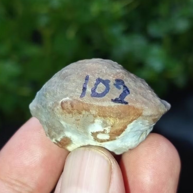 Muncang adu jayanti pait jr kode 102.