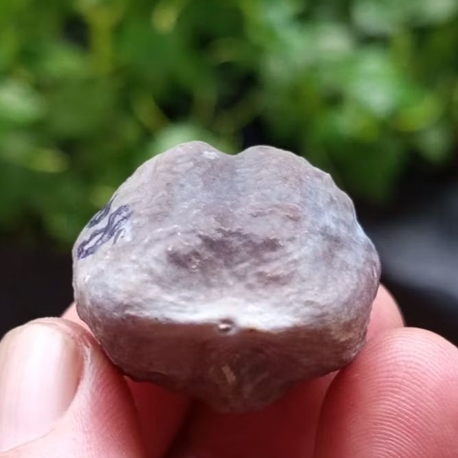 Muncang adu jayanti pait jr kode 108.