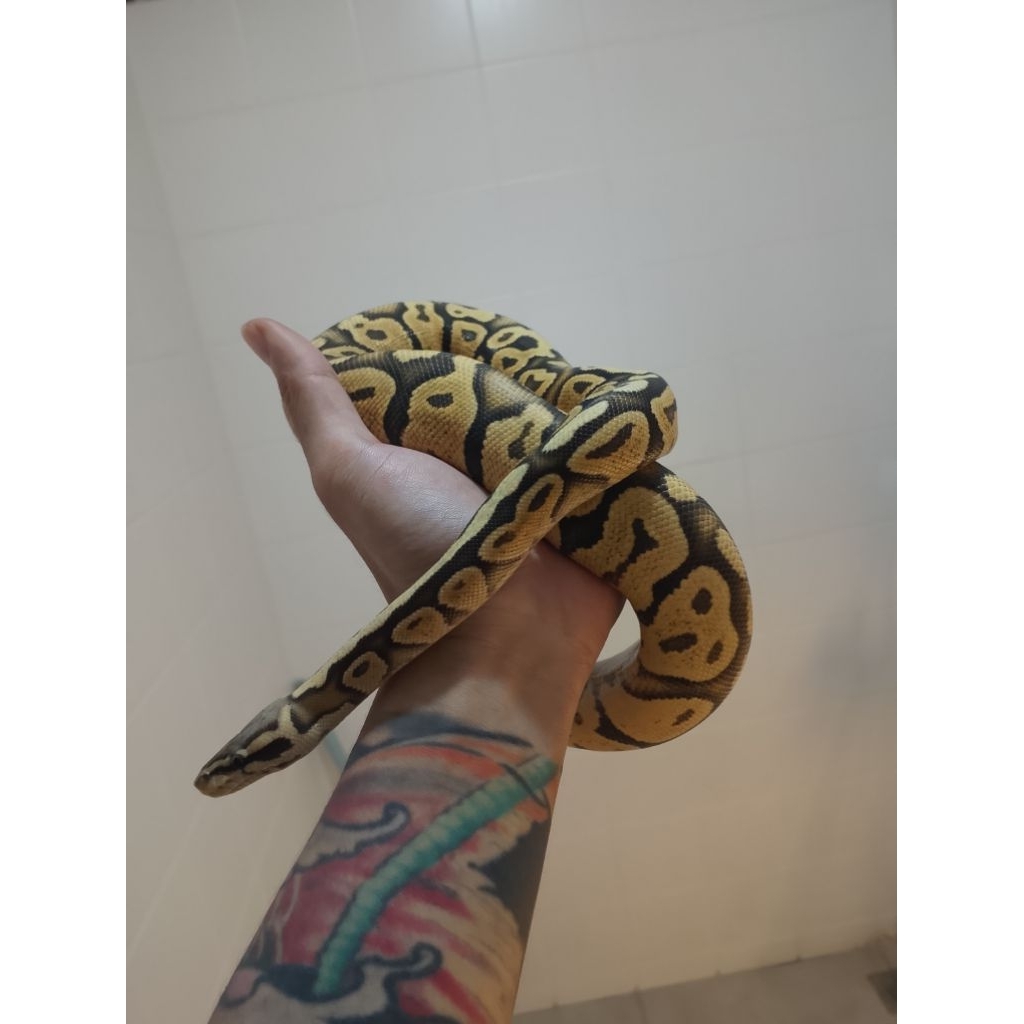 ball python super pastel hypo/ghost