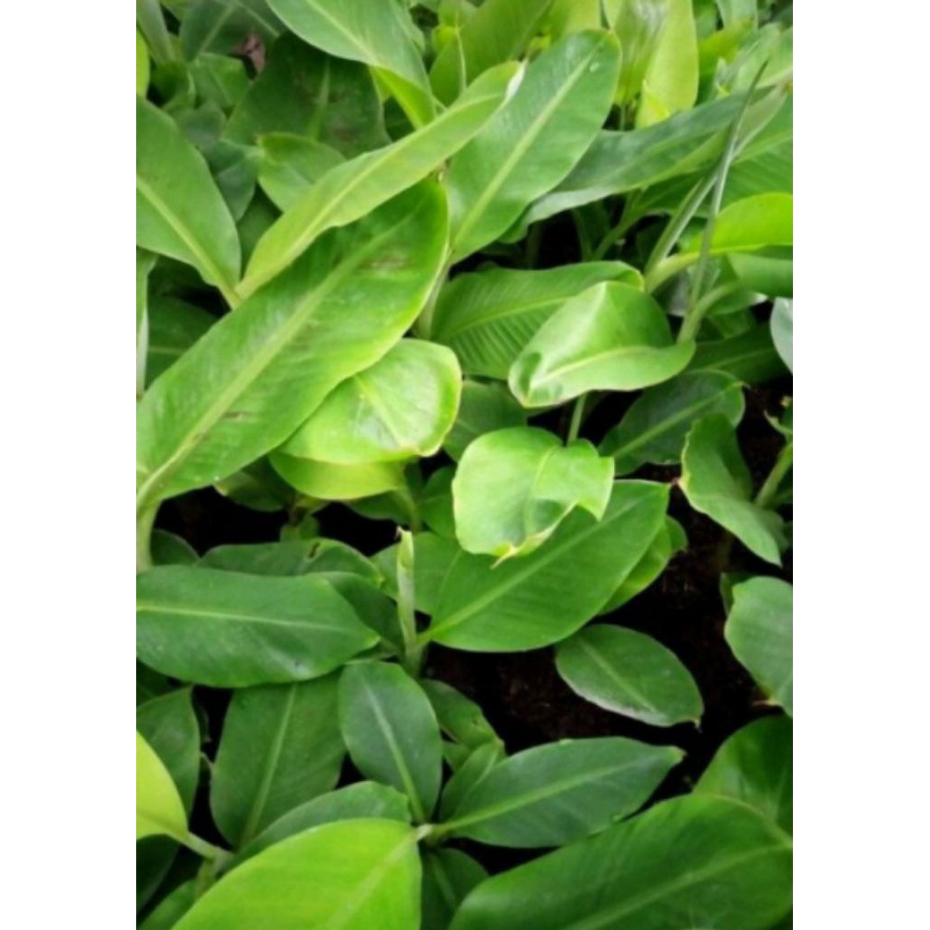 sedia bibit pisang raja cere bibit pisang langka pisang enak