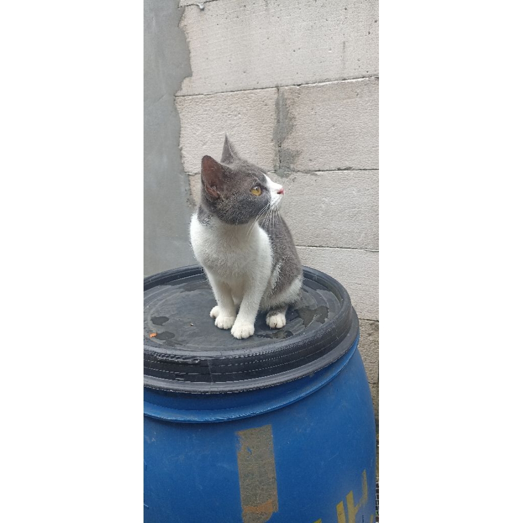 Kucing mix BSH betina siap kawin waru