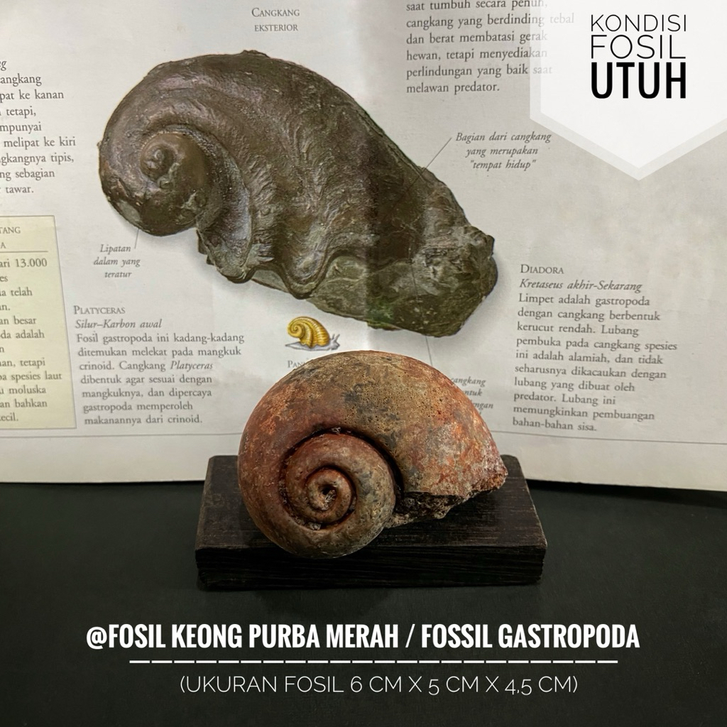 Fosil Keong Purba Merah atau Fosil Gastropoda atau Fosil Kol Buntet Alam atau Fossil Snail atau Fosi