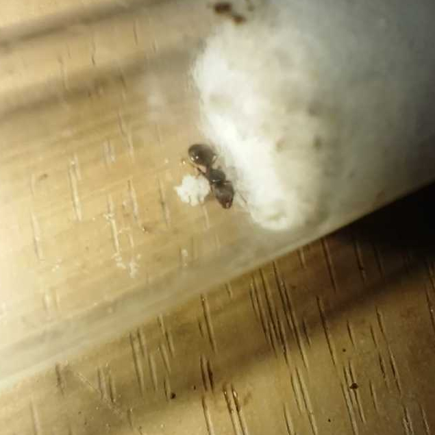 Pheidole Megacephala a.k.a Big Headed Ant Founding Queen | Koloni Ratu Semut Kepala Besar Pheidole M