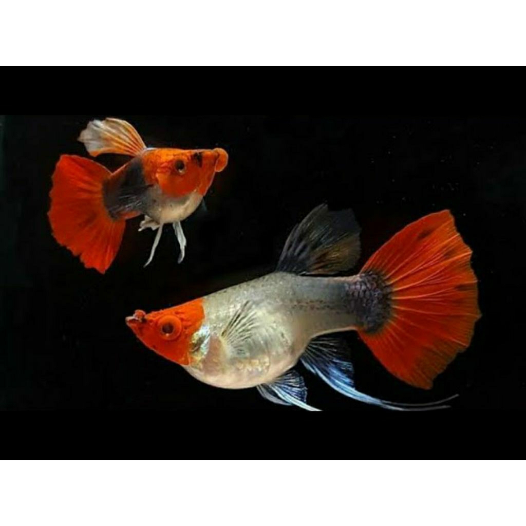 PEWANGI guppy Tuxedo Koi Short Body Ribbon