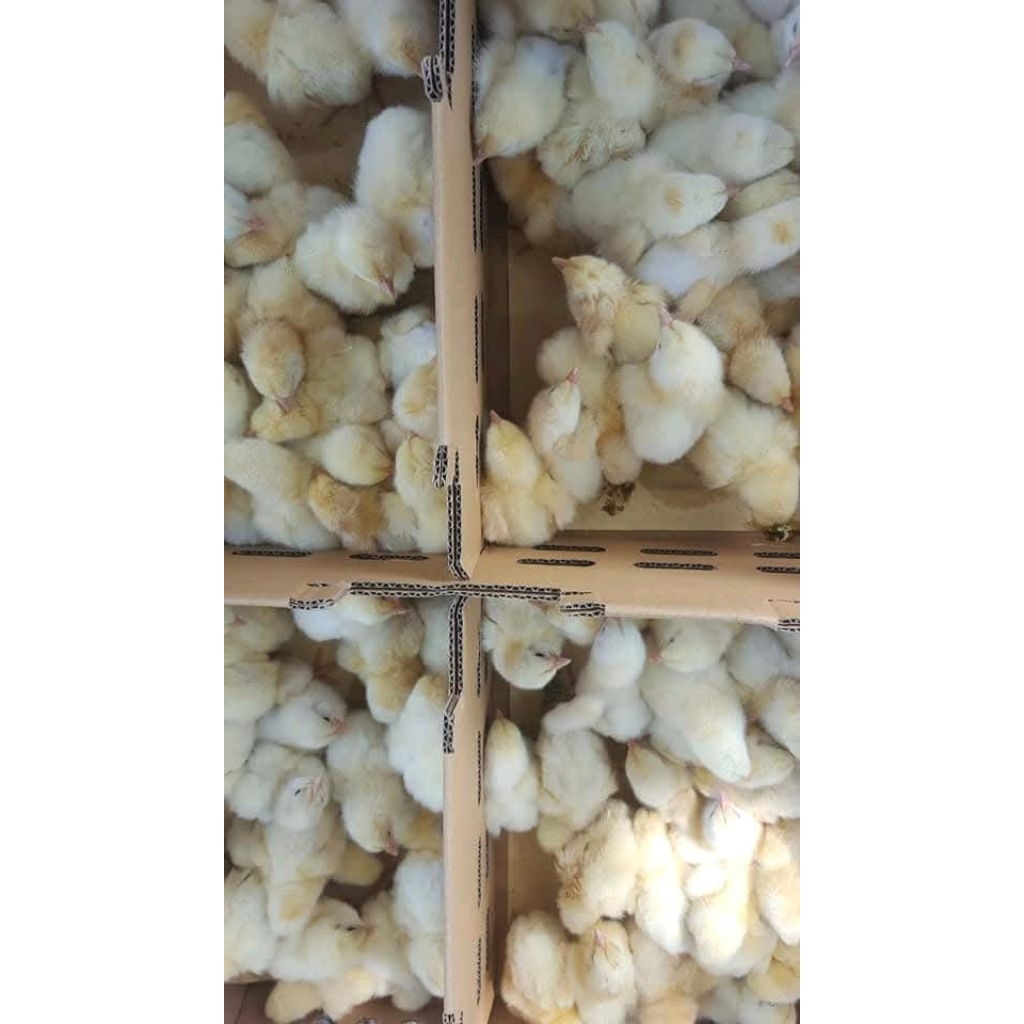 DOC AYAM BROILER SUPER. ANAK AYAM BROILER SUDAH VAKSIN AWAL. BELI 15 GRATIS I EKOR