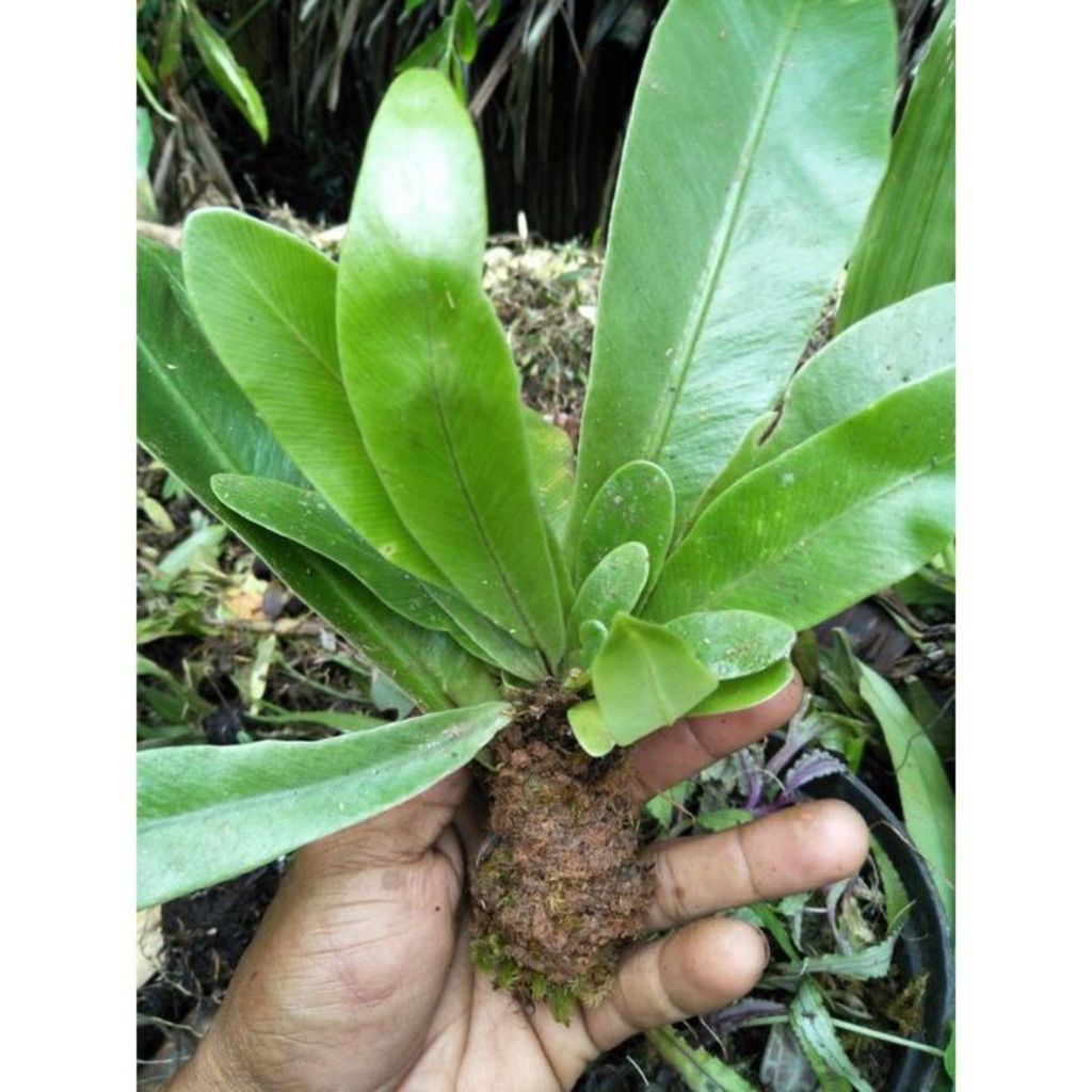 Tanaman Hias Kadaka Mini Sp YL - Pohon, Darat, Hiasan Aquascape