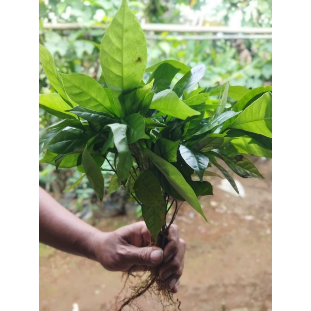 bibit kopi robusta siap tanam