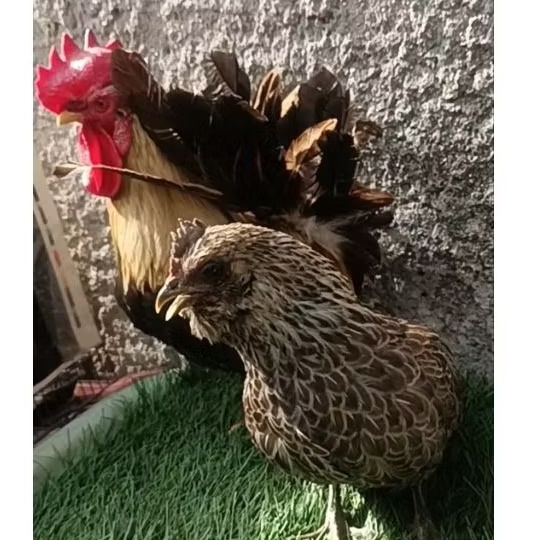 ayam kate sepasang dewasa