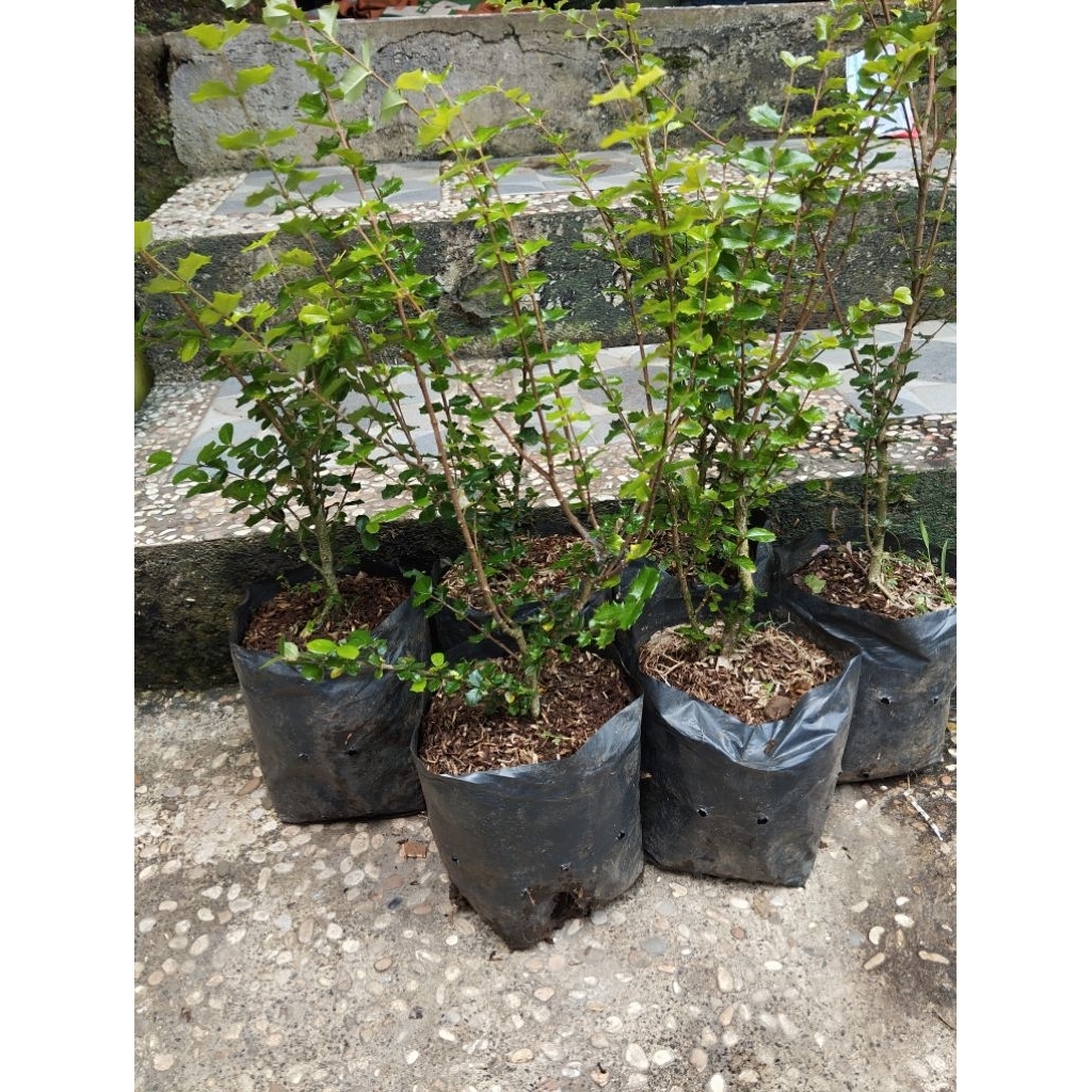 bibit bonsai mirten duri 8k