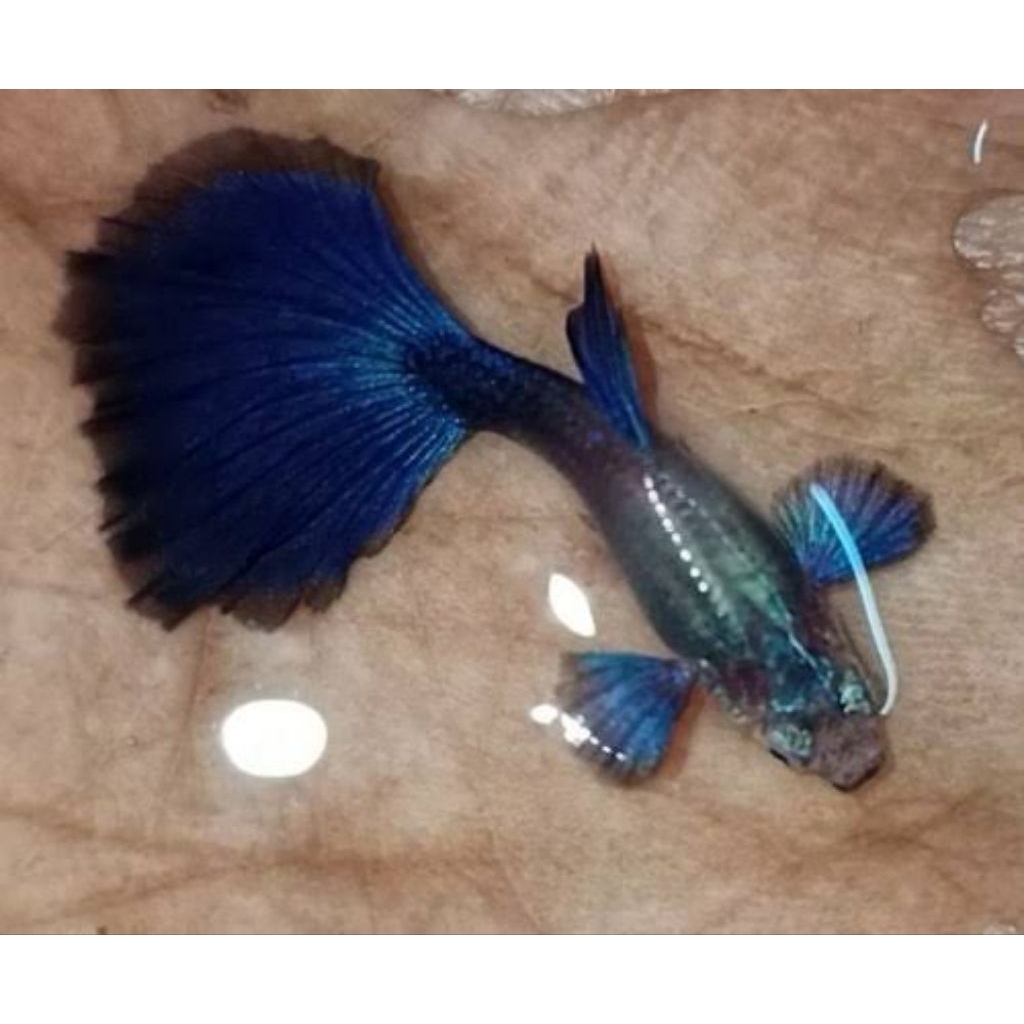 Paket hiasan akuarium sepasang guppy blue diamond siap breed