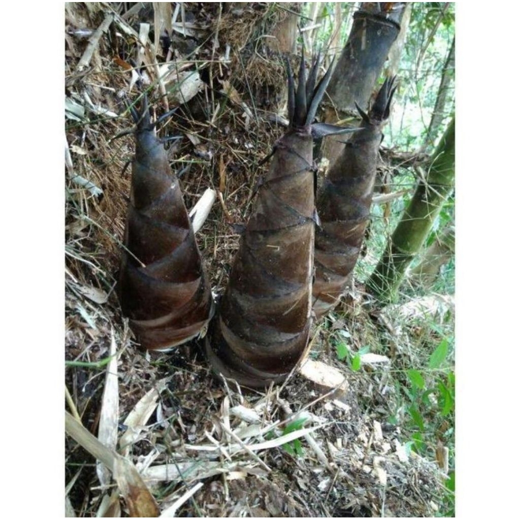 Bibit Tanaman Bambu Petung/Betung-Bambu Raksasa/Bambu Rebung