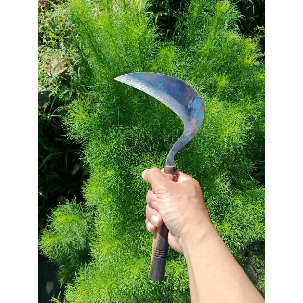 Arit padi tanpa asah siap pakai