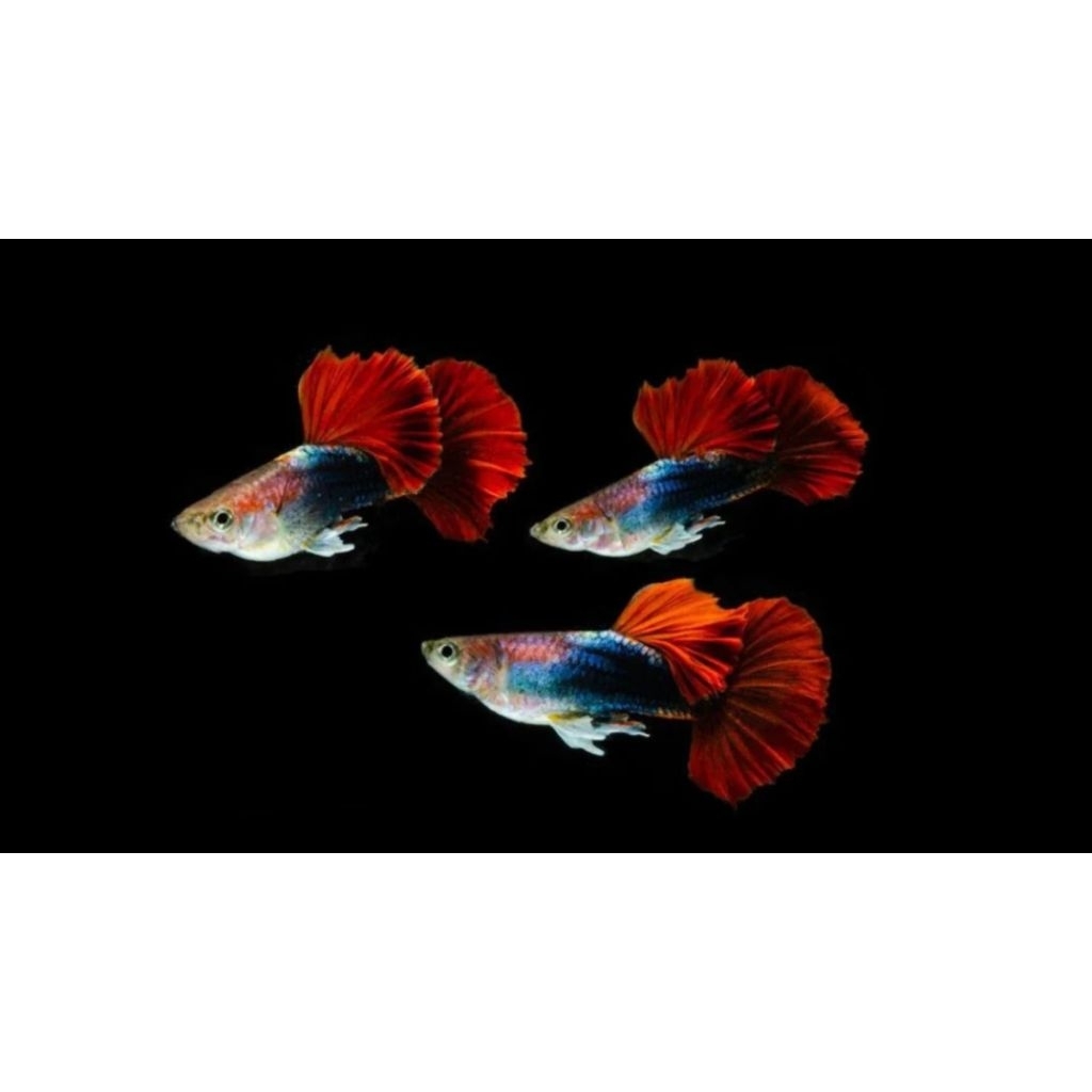 Ikan Guppy Ikan Hias Ikan Guppy HB Rose Ikan Gappy