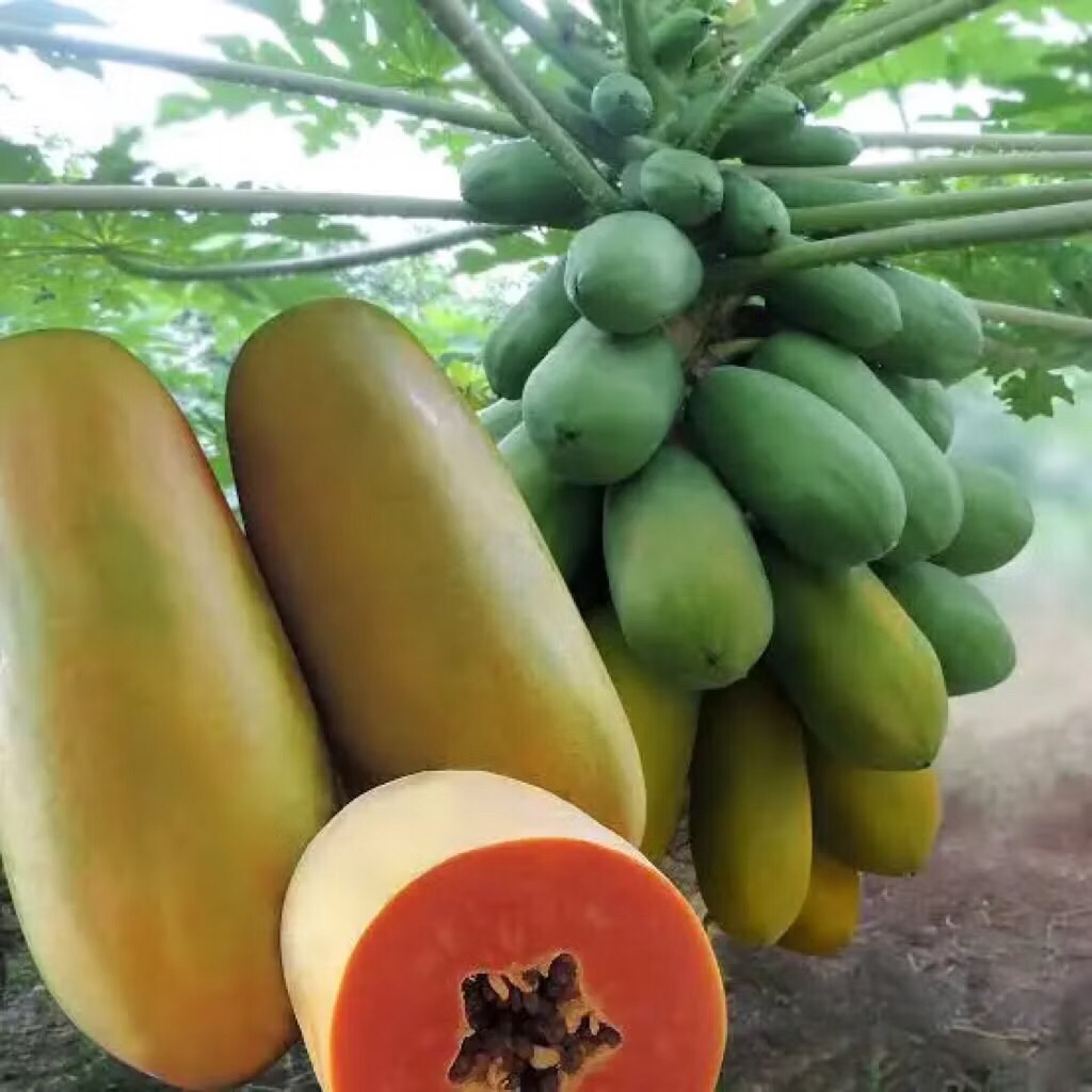 500BUTIR BENIH PEPAYA CALIFORNIA MADU
