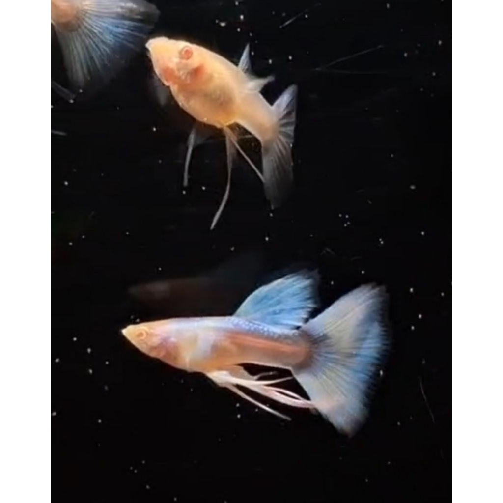 kebutuhan dan hiasan Aquarium stiker guppy sky blue ribbon fin c