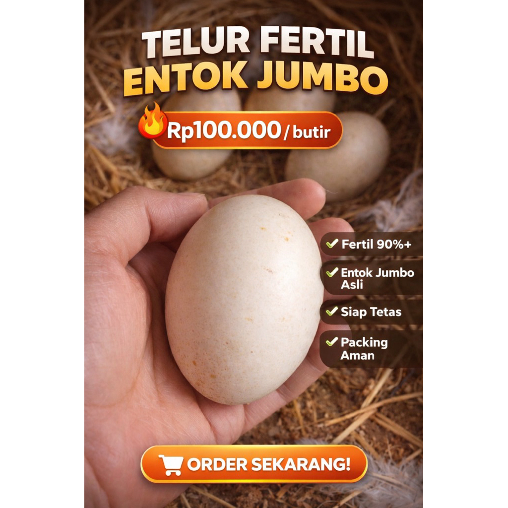 telur fertil entok jumbo super 105 cm up asli jumbo blitar