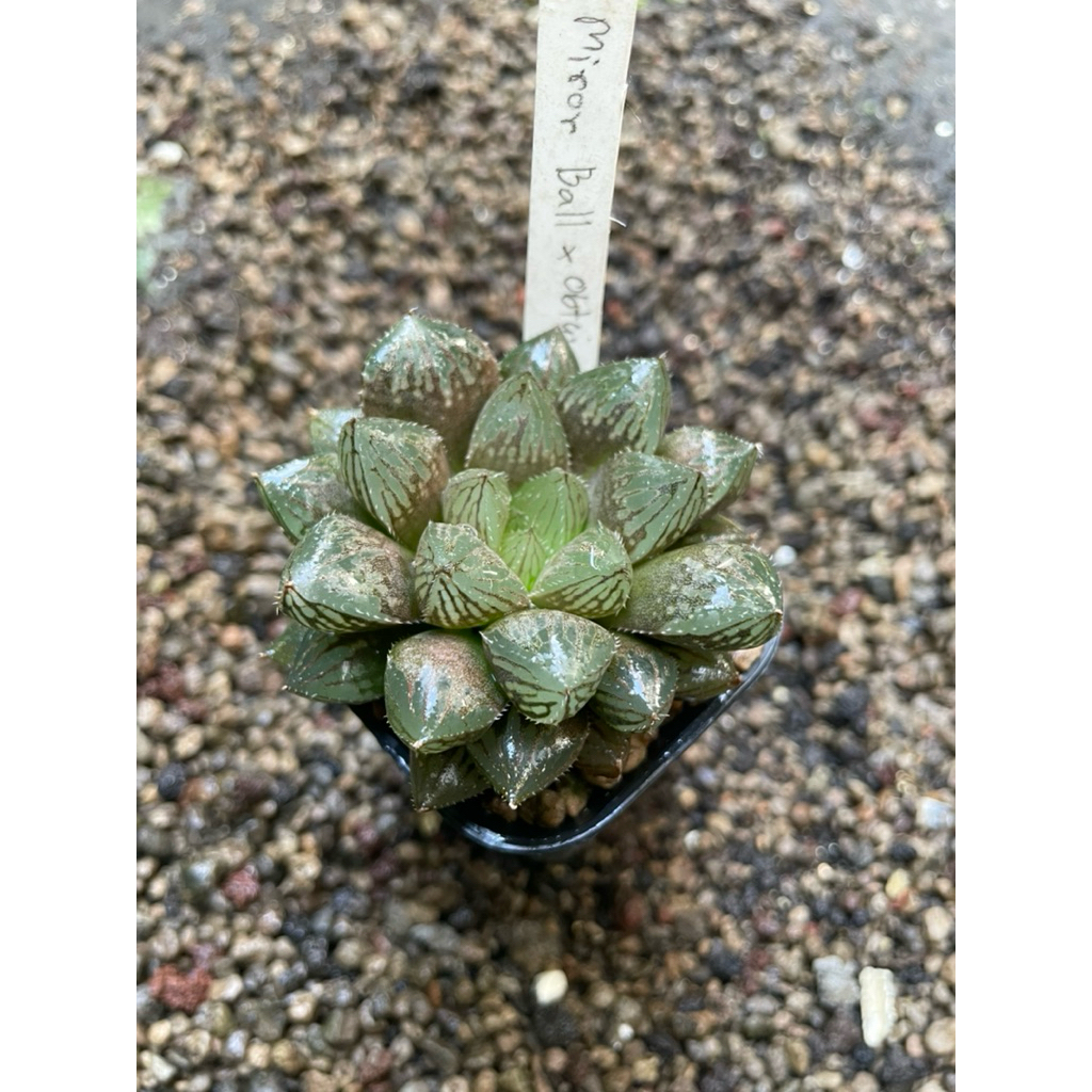 Haworthia Red Obtusa