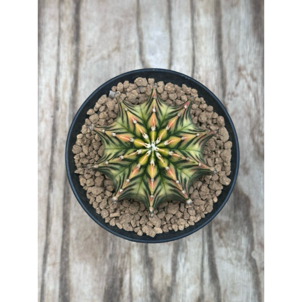 (Kaktus) Gymno LB Hybrid Var - 04