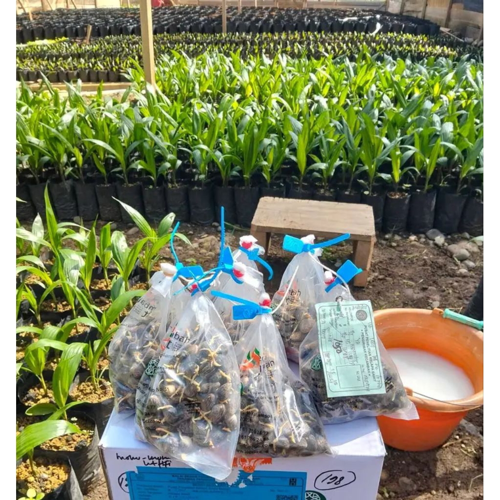 bibit kecambah sawit ppks 239/540/dumpy/simalungun/yangambi