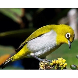 Pleci Gunkar Gunung Karang Tangerang