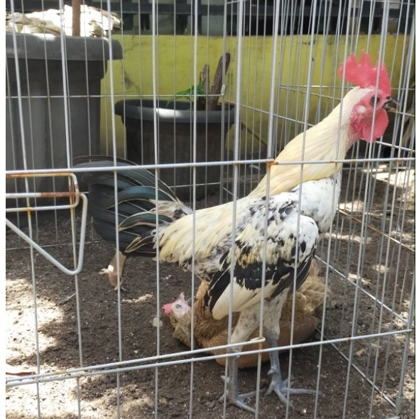 AYAM MGB | Ayam Hias Modern Game Bantam