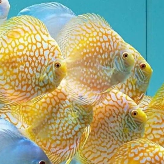 Discus aquascape yellow pigeon ikan hias aquarium