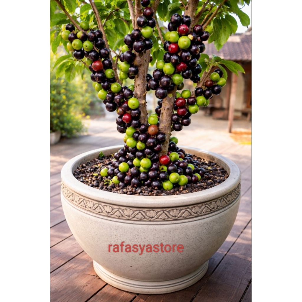 PROMO COD Pohon Anggur Brazil Siap Berbuah Tanaman Hias Anggur Brazil