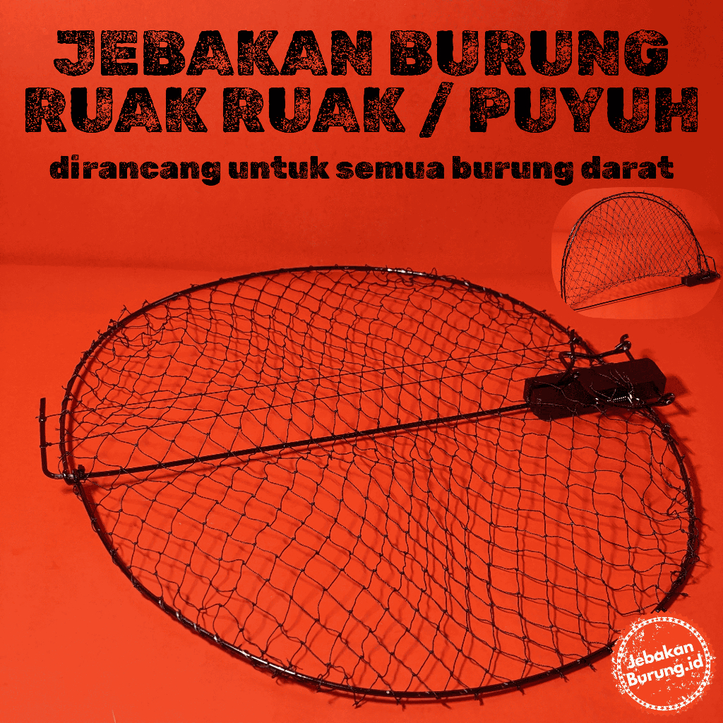 Jebakan burung ruak ruak puyuh