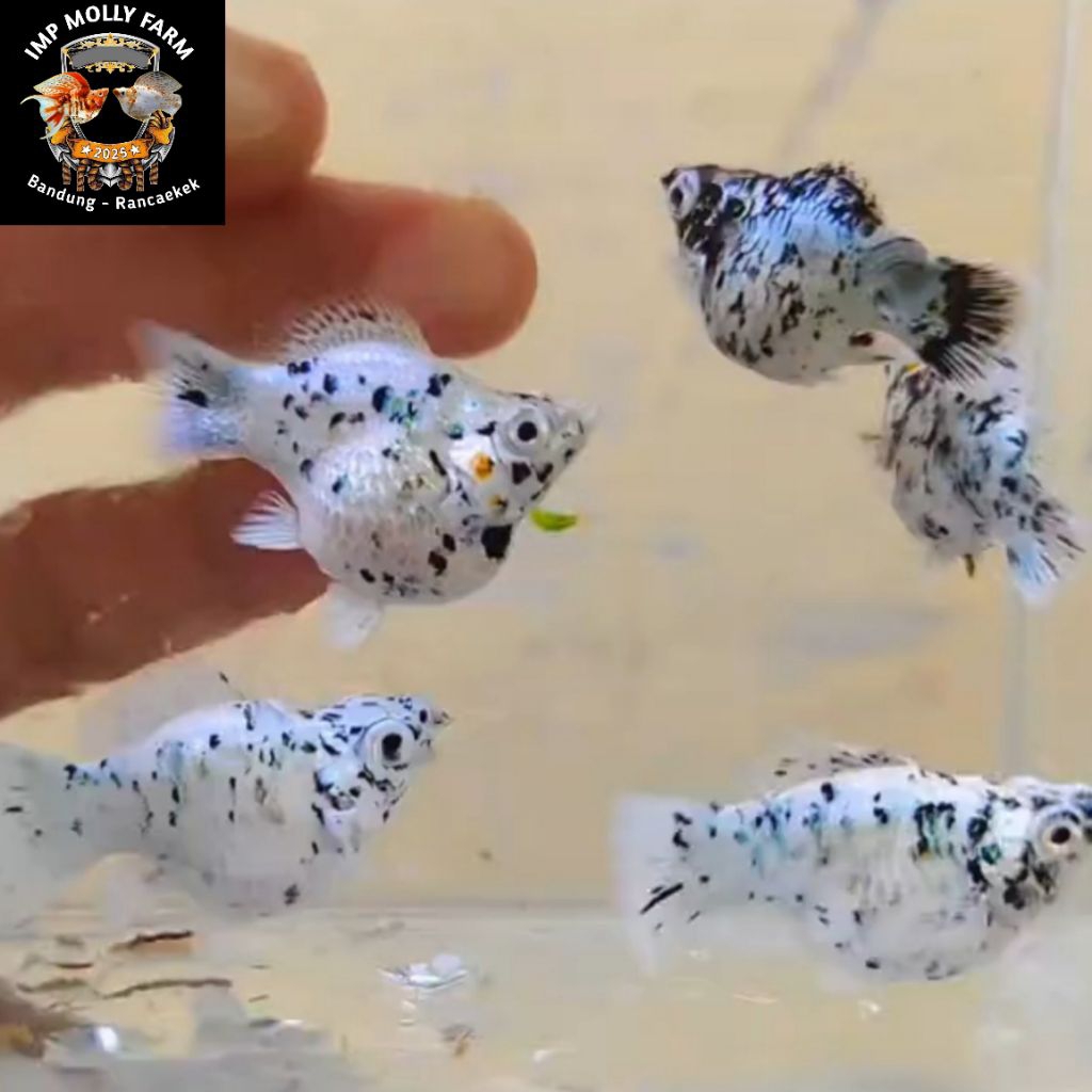 HIASAN AQUARIUM MOLLY MARBLE ROUNDTAIL DAN CAWANG