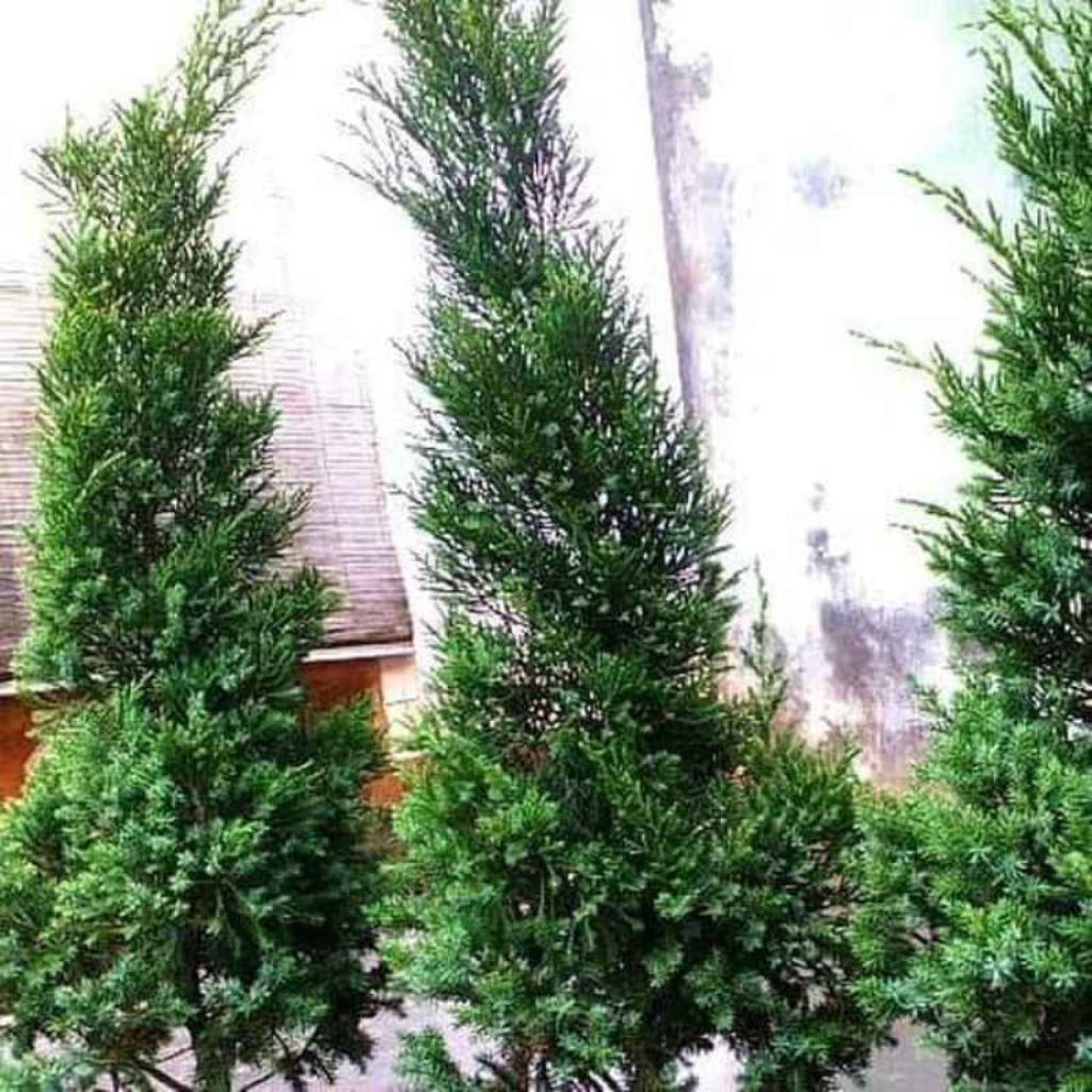 BIBIT CEMARA LILIN TINGGI 50.CM//POHON CEMARA LILIN//POHON NATAL CEMARA LILIN RIMBUN-RIMBUN