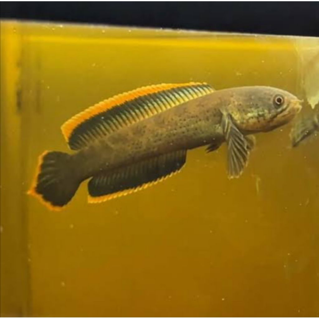 Limbata Galak Rim Gondrong Tebal isi 3e size 3-5 cm