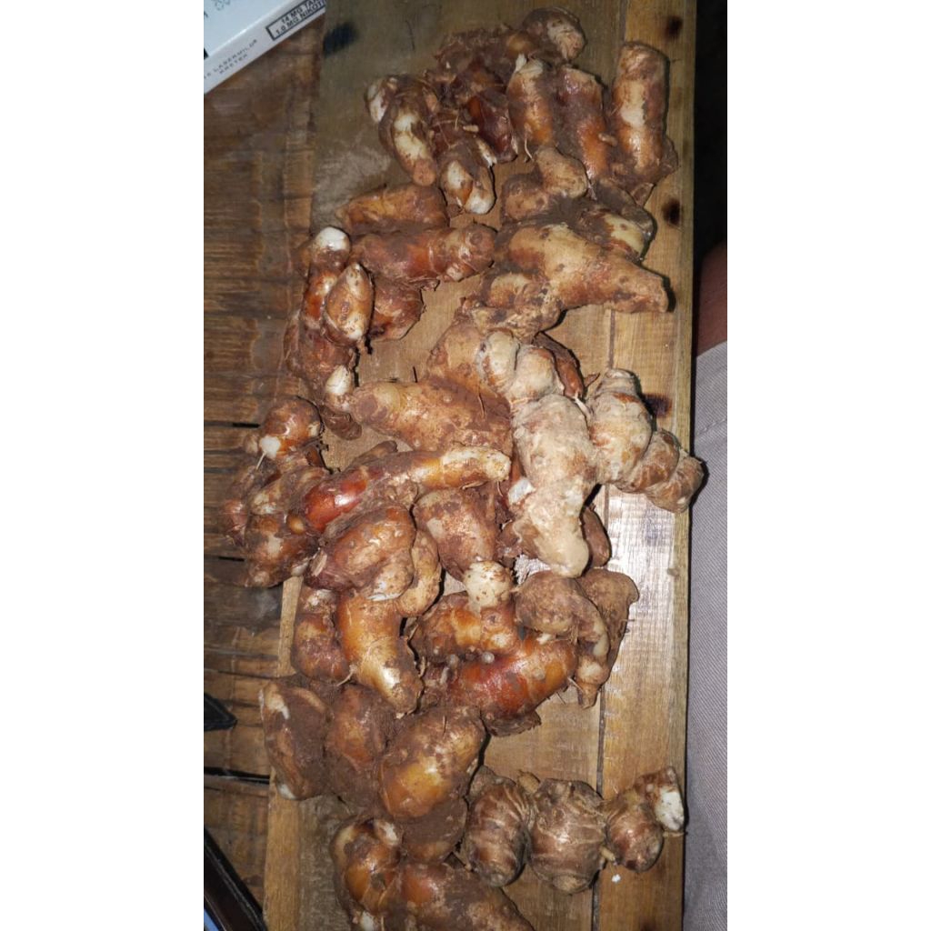 kencur / cikur STW campur tua