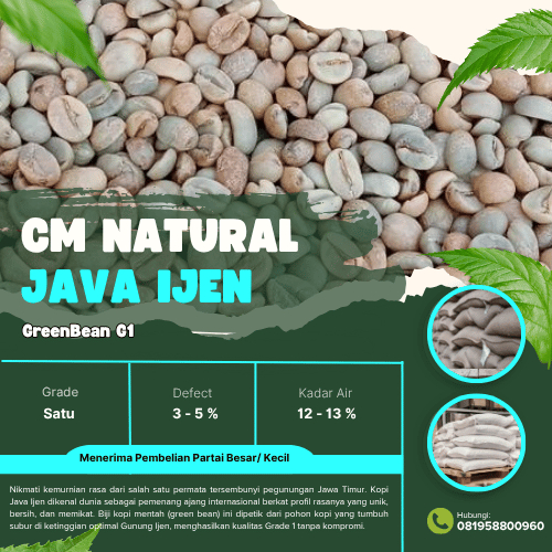 Grade 1 CM Natural Java Ijen Green Beans | Biji Kopi Mentah