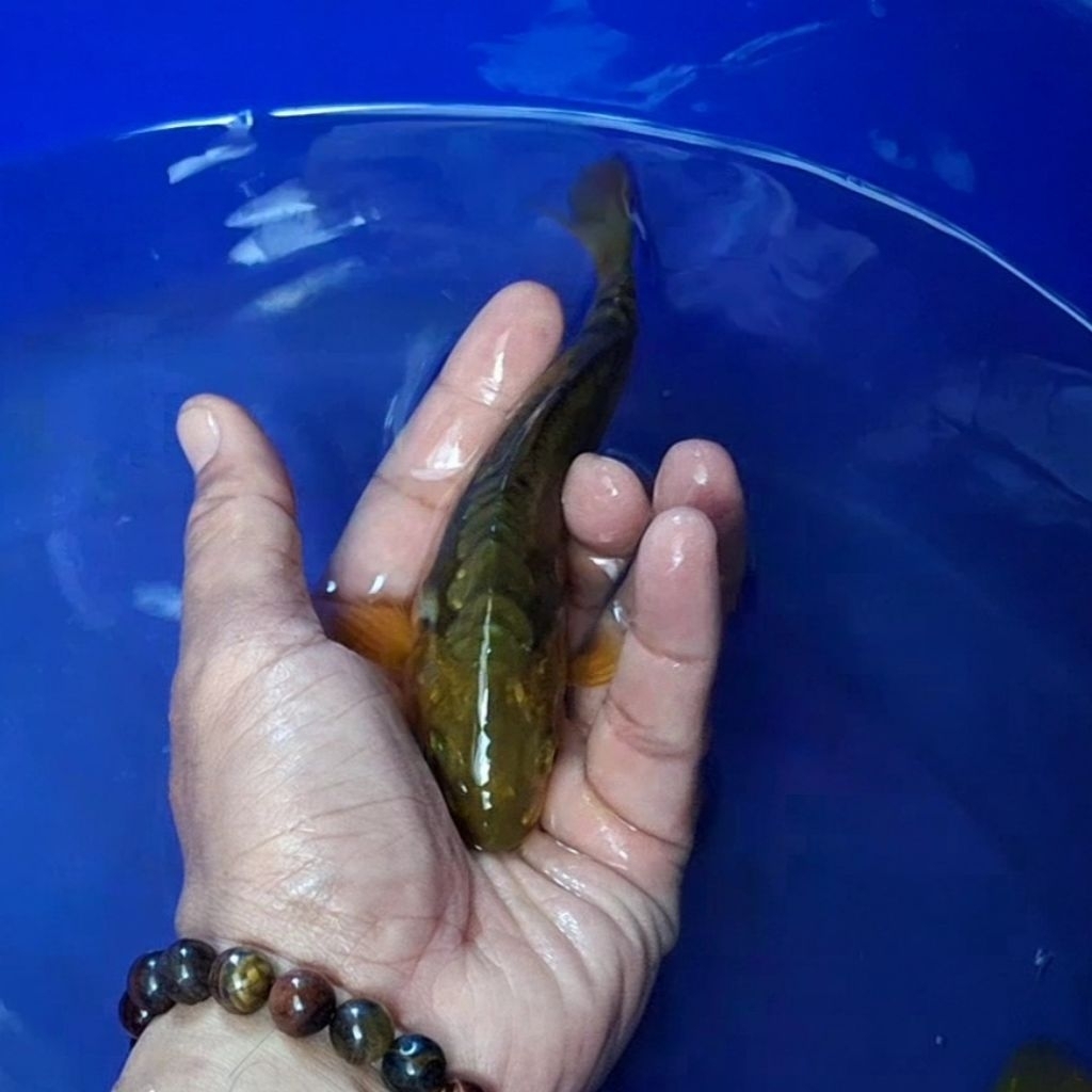 Ikan Koi Blitar Jenis Chagoi / Rumah Koi Jakarta / kode 001