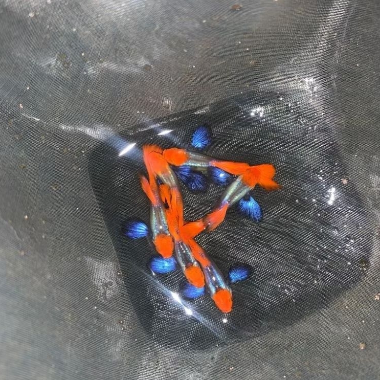 HIASAN GUPPY PRTDE KOI