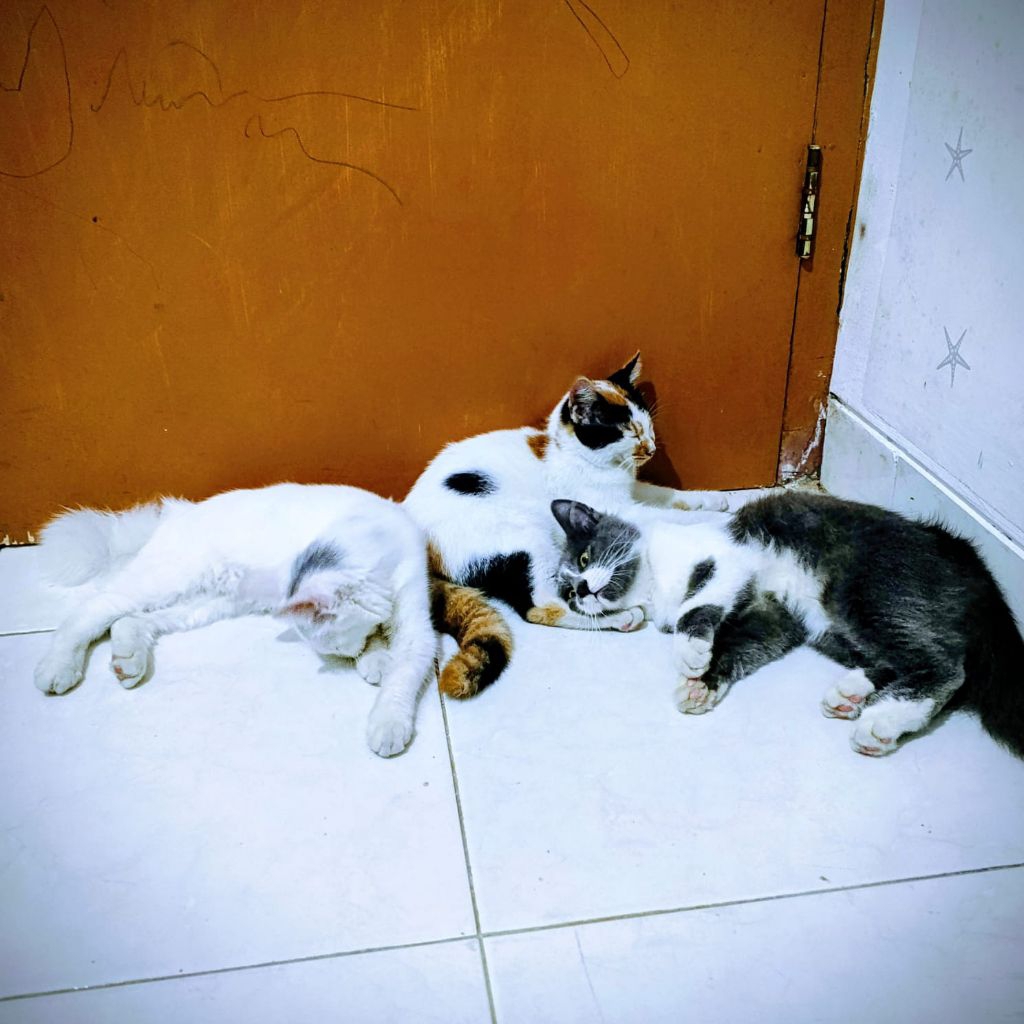 Oper Adopt Anakan Kucing Persia Mixdom | Kucing Lucu dan Lincah Bulu Lebat