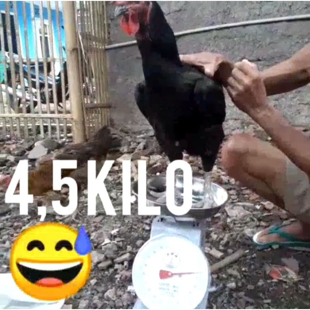 Telur Ayam Pelung Asli indukan jumbo