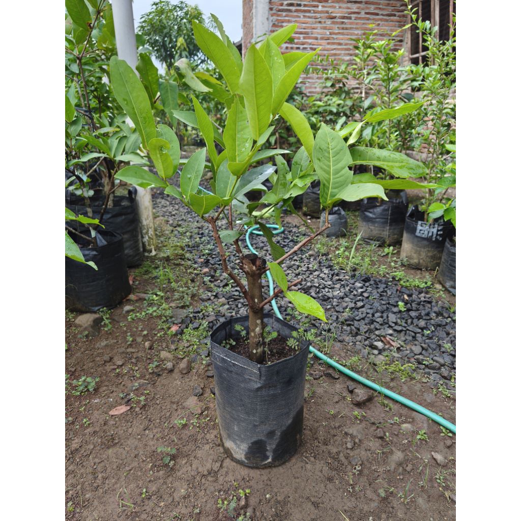 Bibit Jambu Air Kombinasi 1 Pohon 3 Jenis