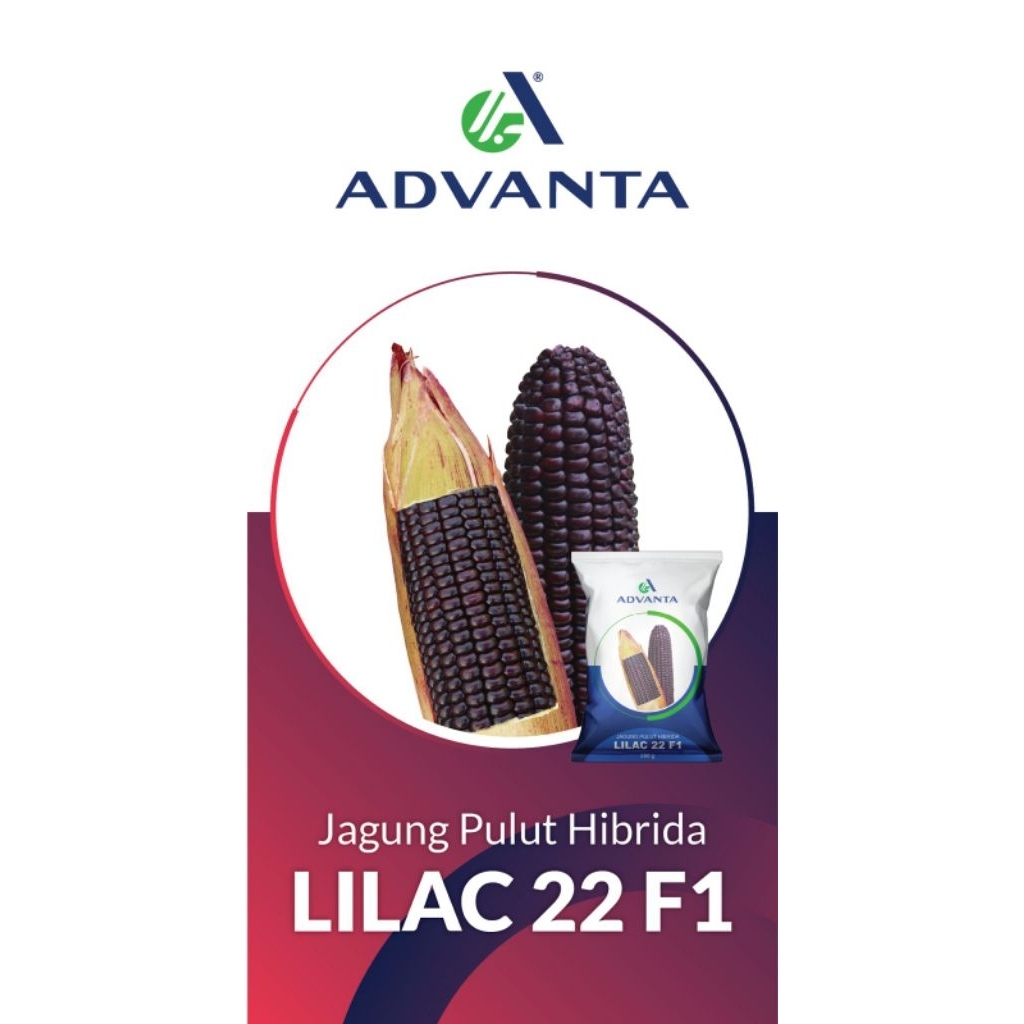 jagung lilac F1 Advanta (ungu)