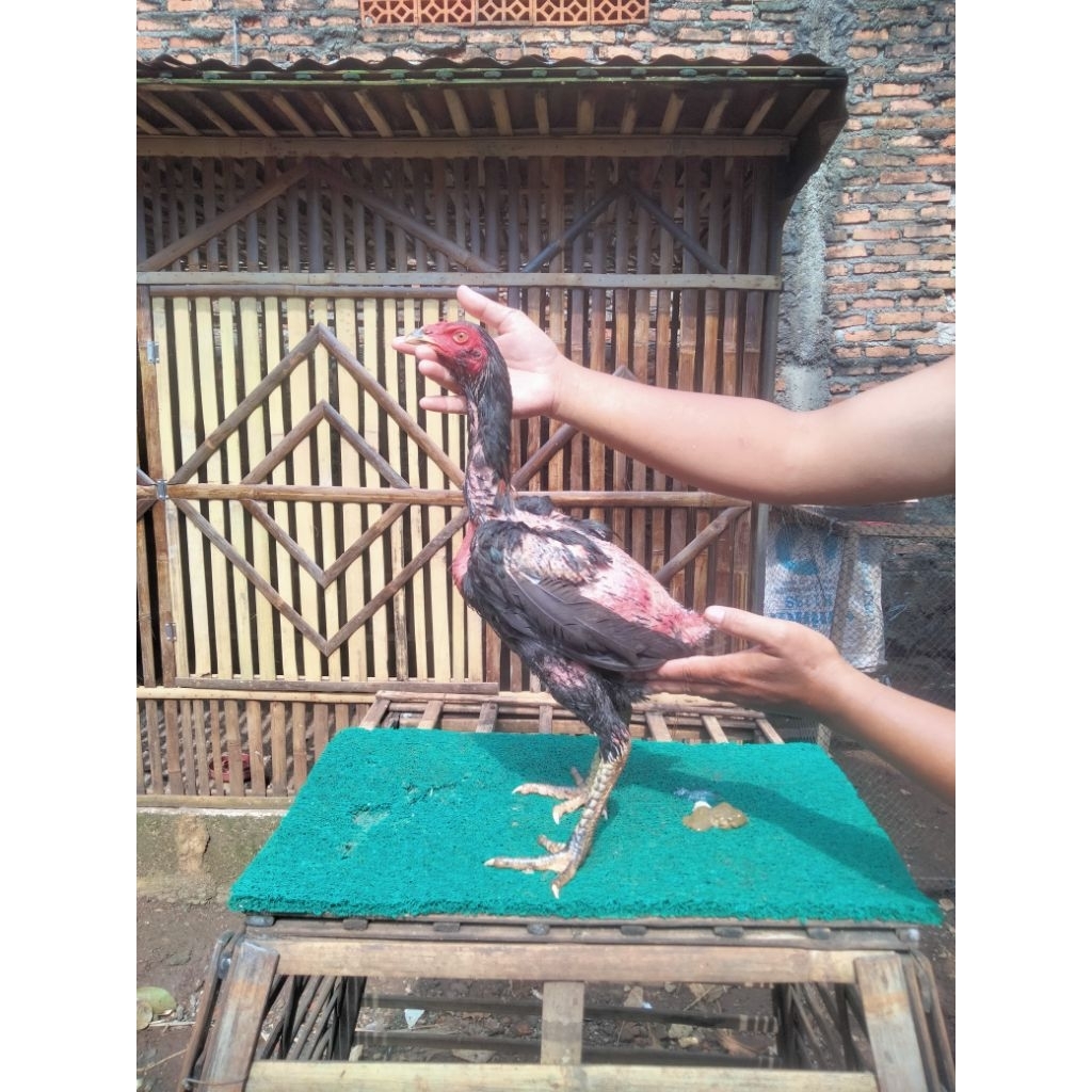 Ayam Pakhoy Usia 4bulan Jantan /Brutal/Tehnik/Speed