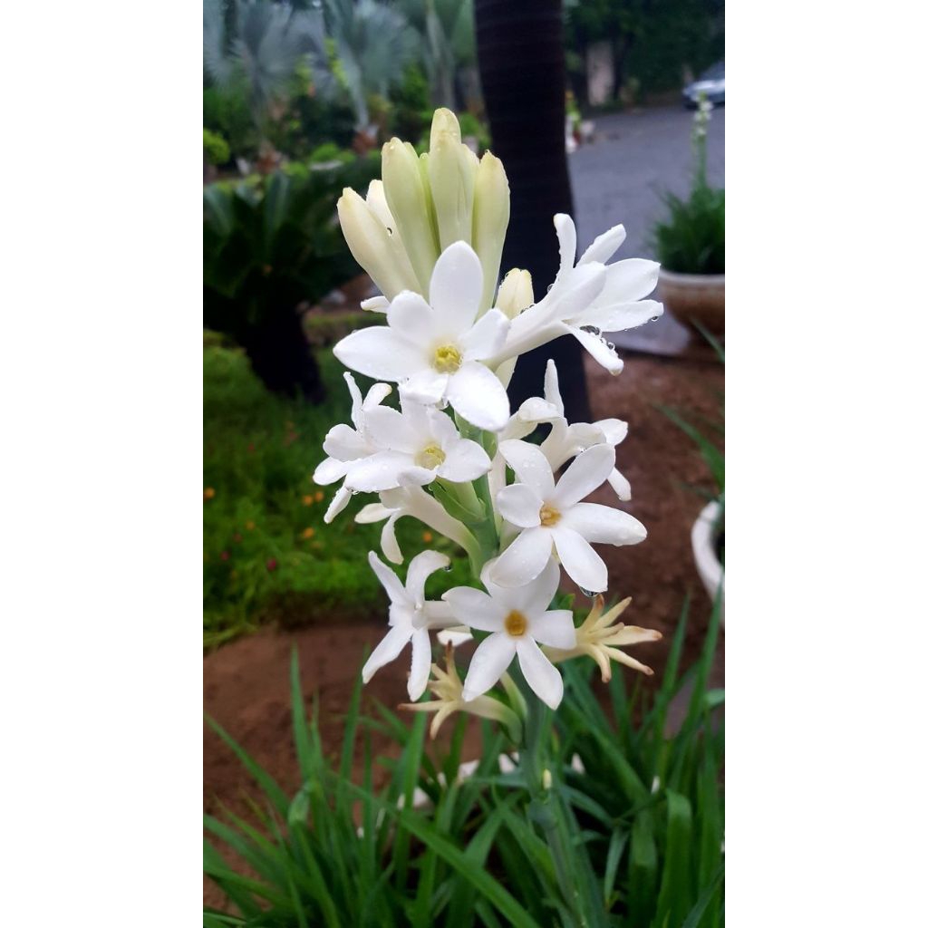 bunga sedap malam/bibit sedap malam