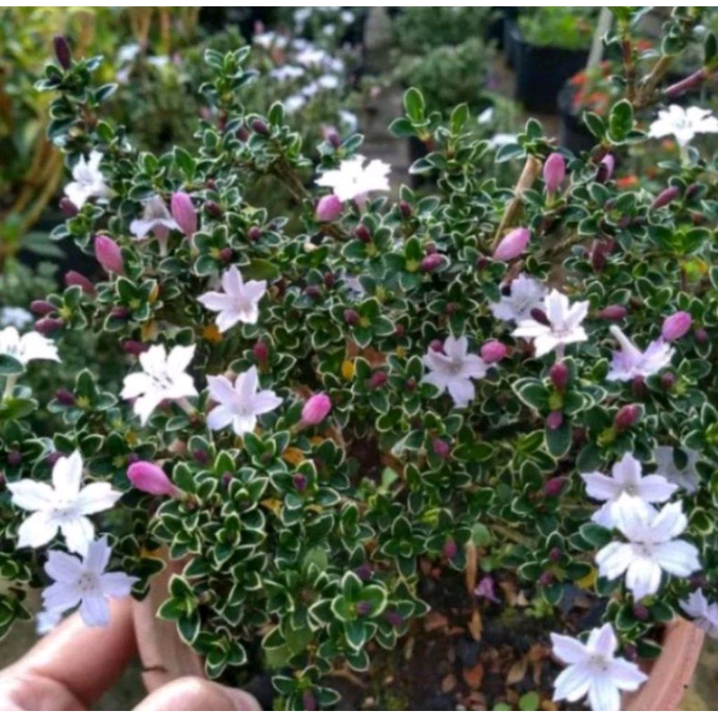 Tanaman Hias Seribu Bintang/ Mirten Bunga Putih Berkualitas