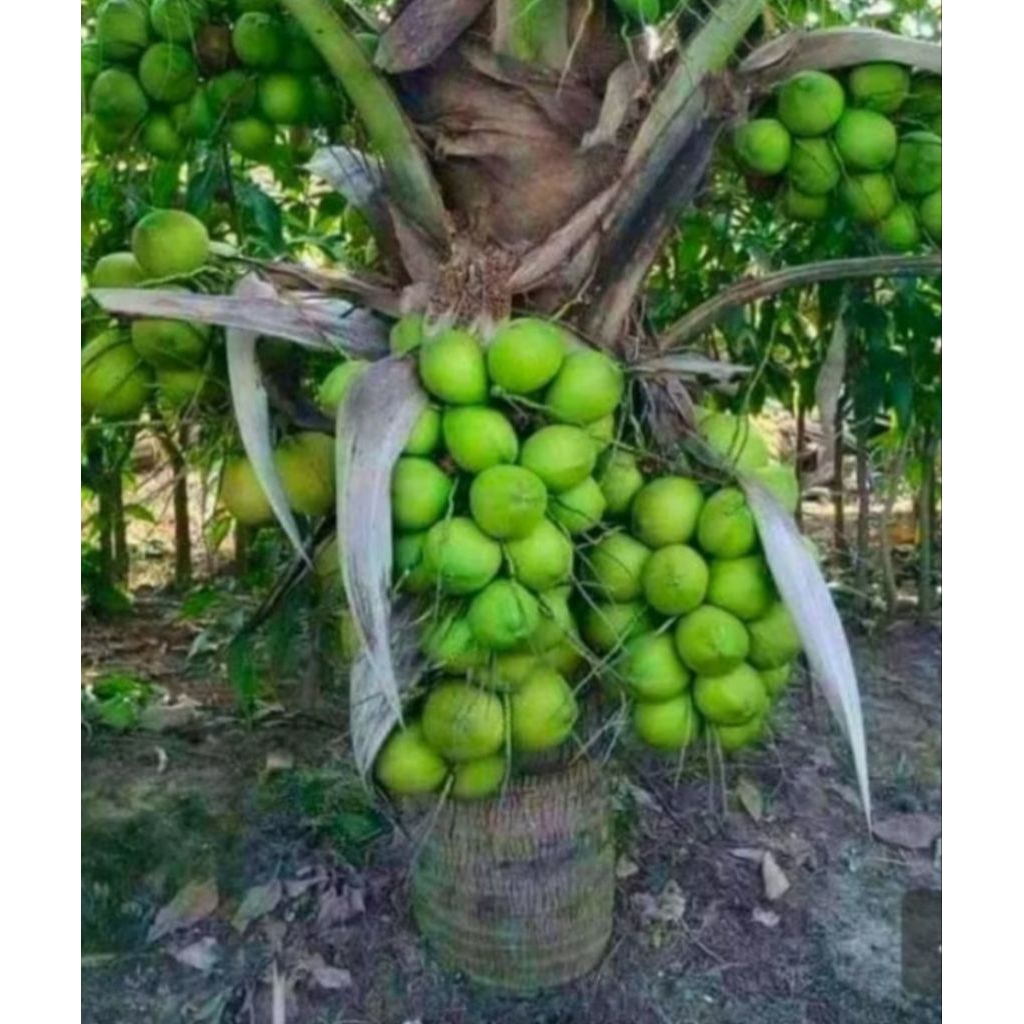 bibit kelapa gading hijau 3 th sudah berbuah