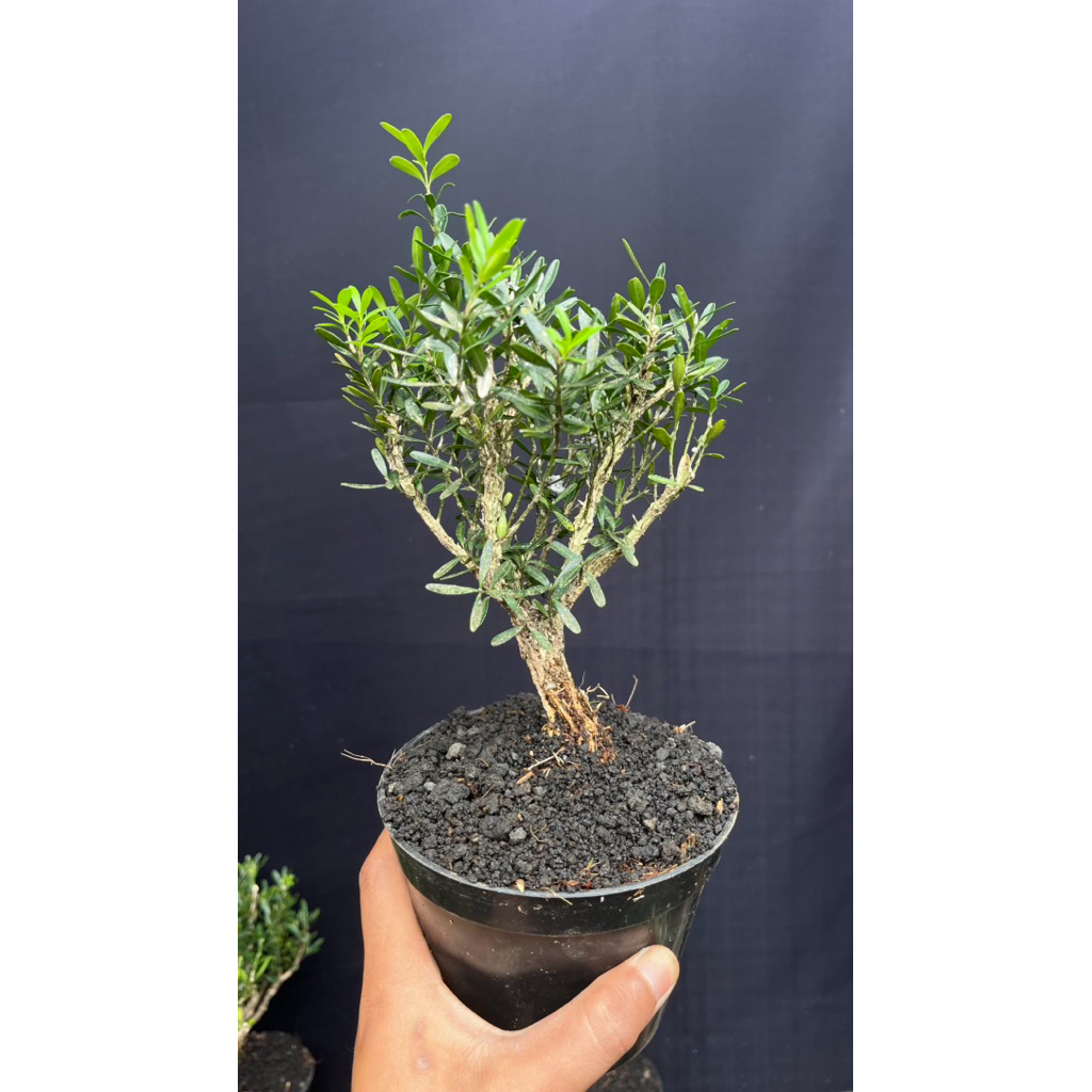 BOXUS HERLANDI UKURAN MAME