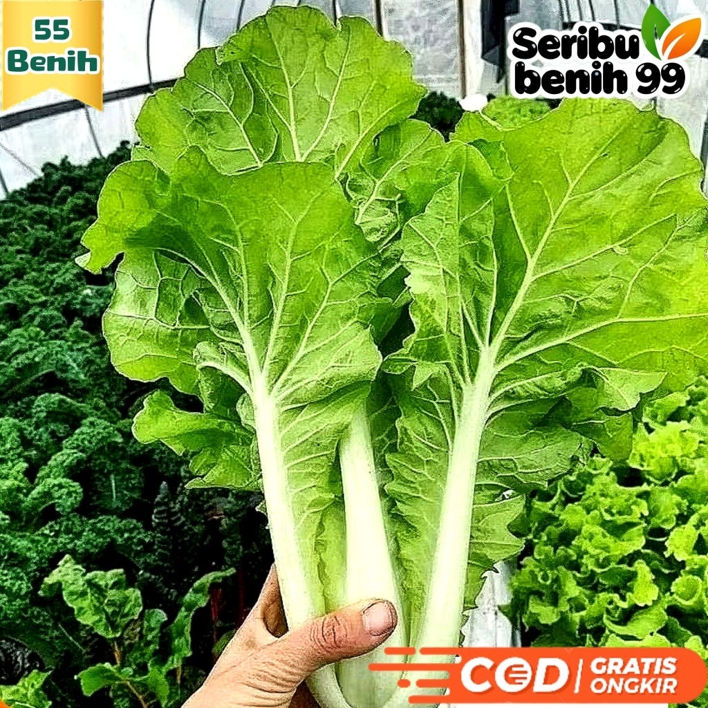 Seribu Benih99 - BIJI BENIH SAWI KERITING | SAWI SAMHONG KING