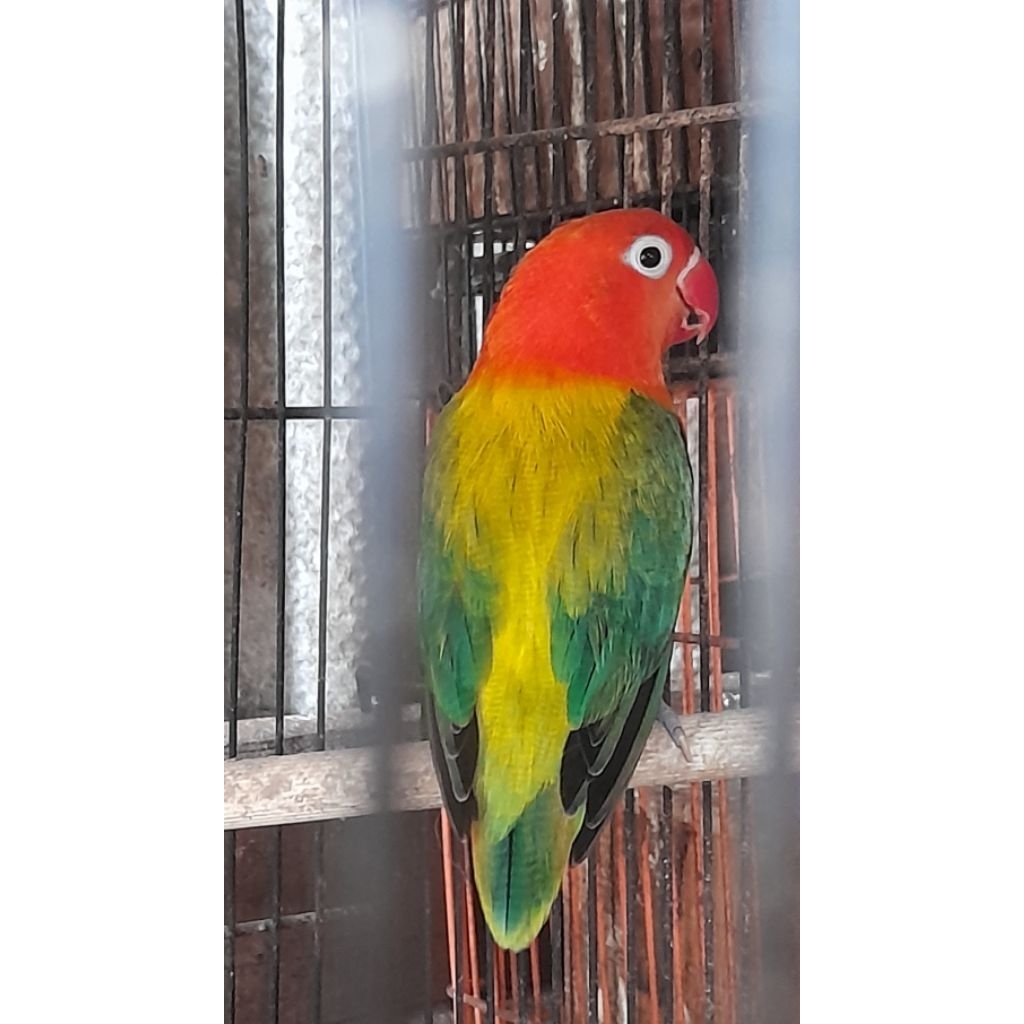 BURUNG LOVEBIRD BIOLA EWING GREEN BETINA SATUAN