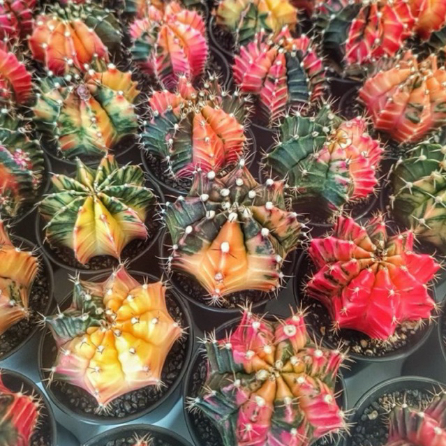 Kaktus Gymnocalicium Miha Variegata