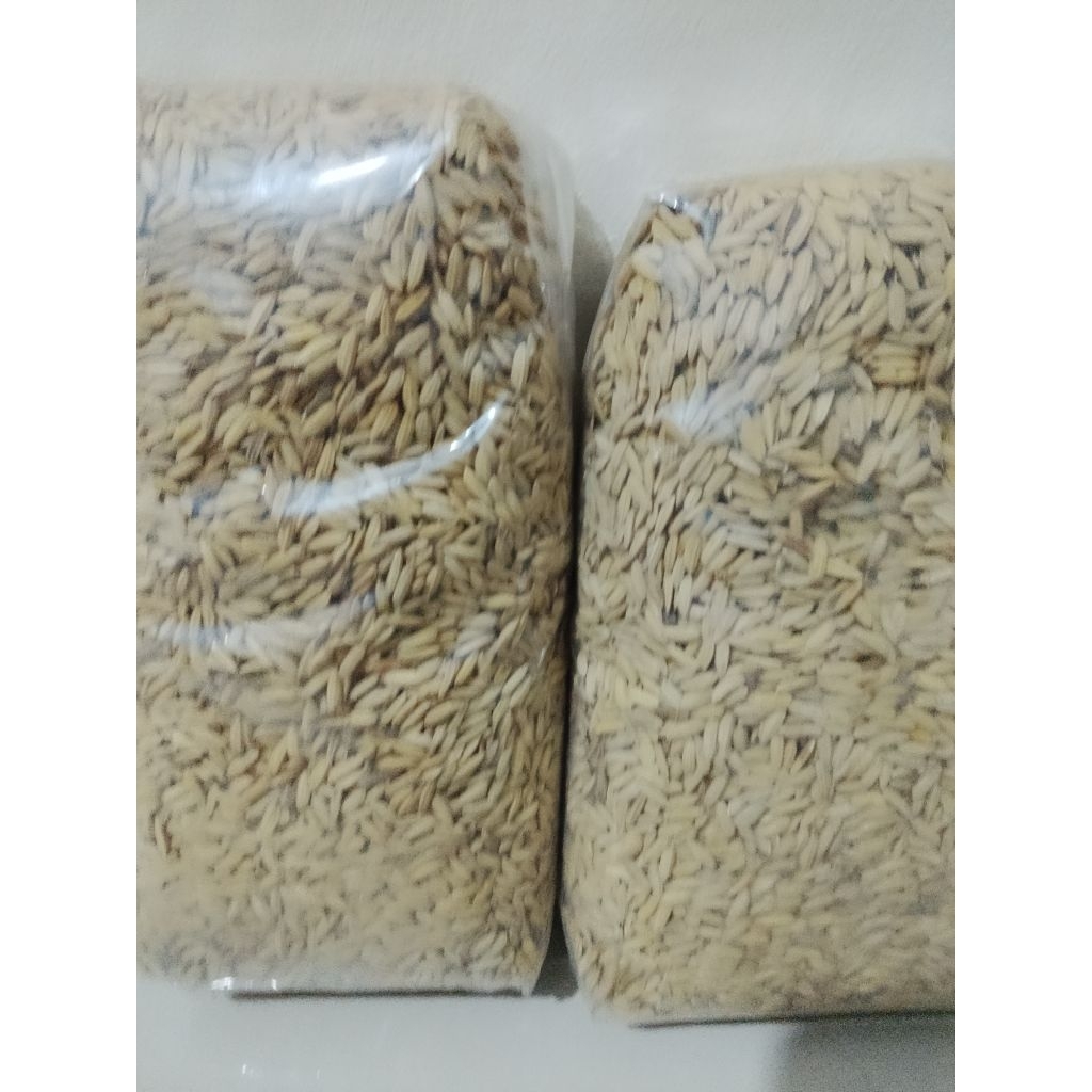 Gabah padi pakan  ayam paket 250 gram